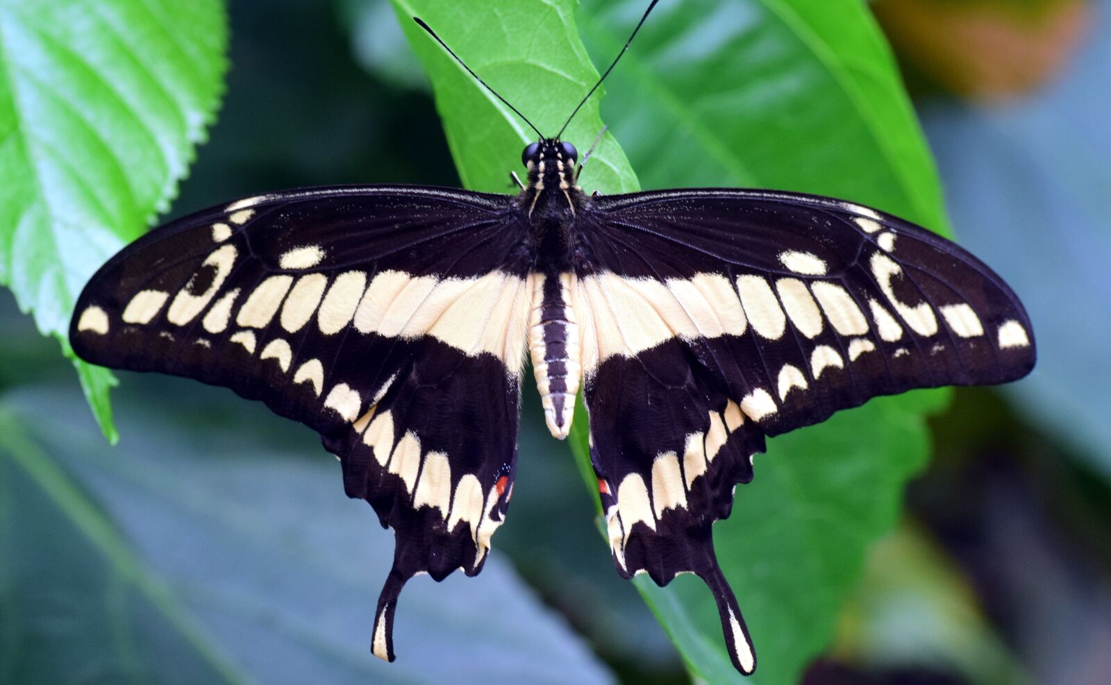 Nikon D3300 sample photo. Dovetail, papilio machaon, butterfly photography