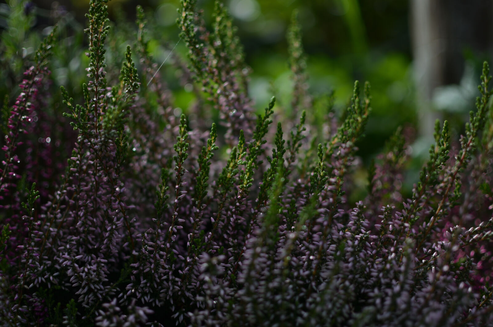 Nikon AF-S DX Nikkor 35mm F1.8G sample photo. Dark, flower photography