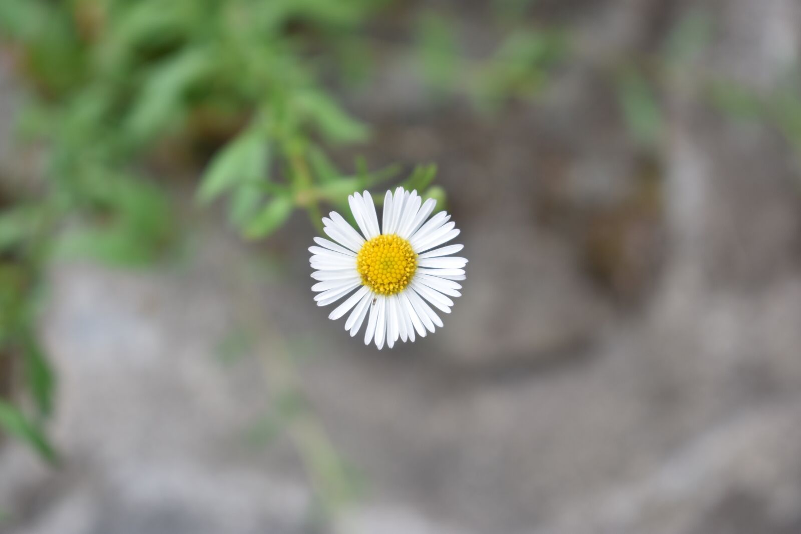 Nikon D3400 sample photo. White flower, wild flower photography