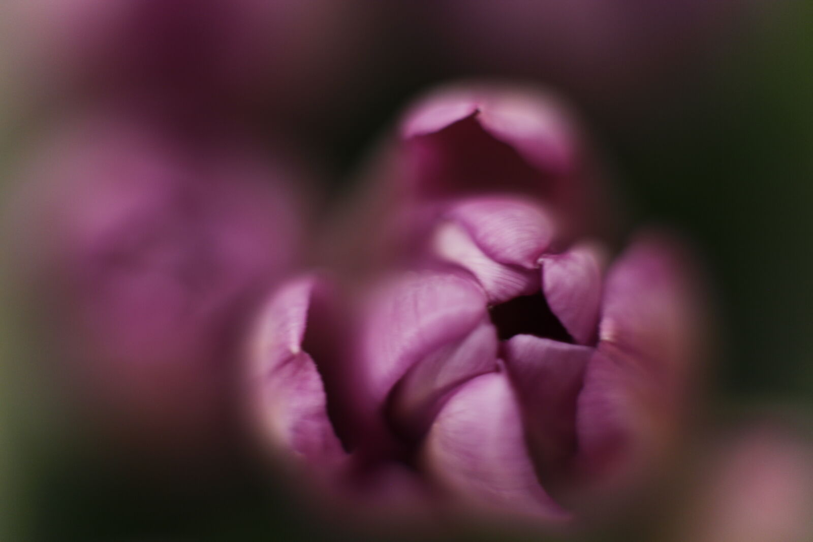 Canon EOS 5D Mark II + Canon EF 50mm F1.4 USM sample photo. Bokeh, macro, purple, flower photography