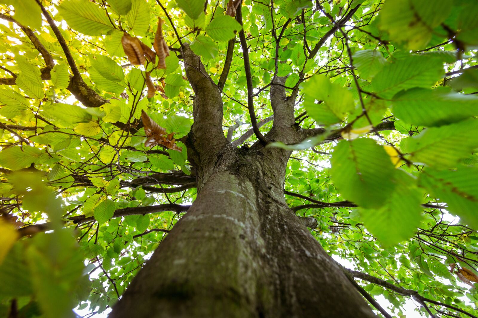 Canon EOS 700D (EOS Rebel T5i / EOS Kiss X7i) sample photo. Tree, forest, green photography