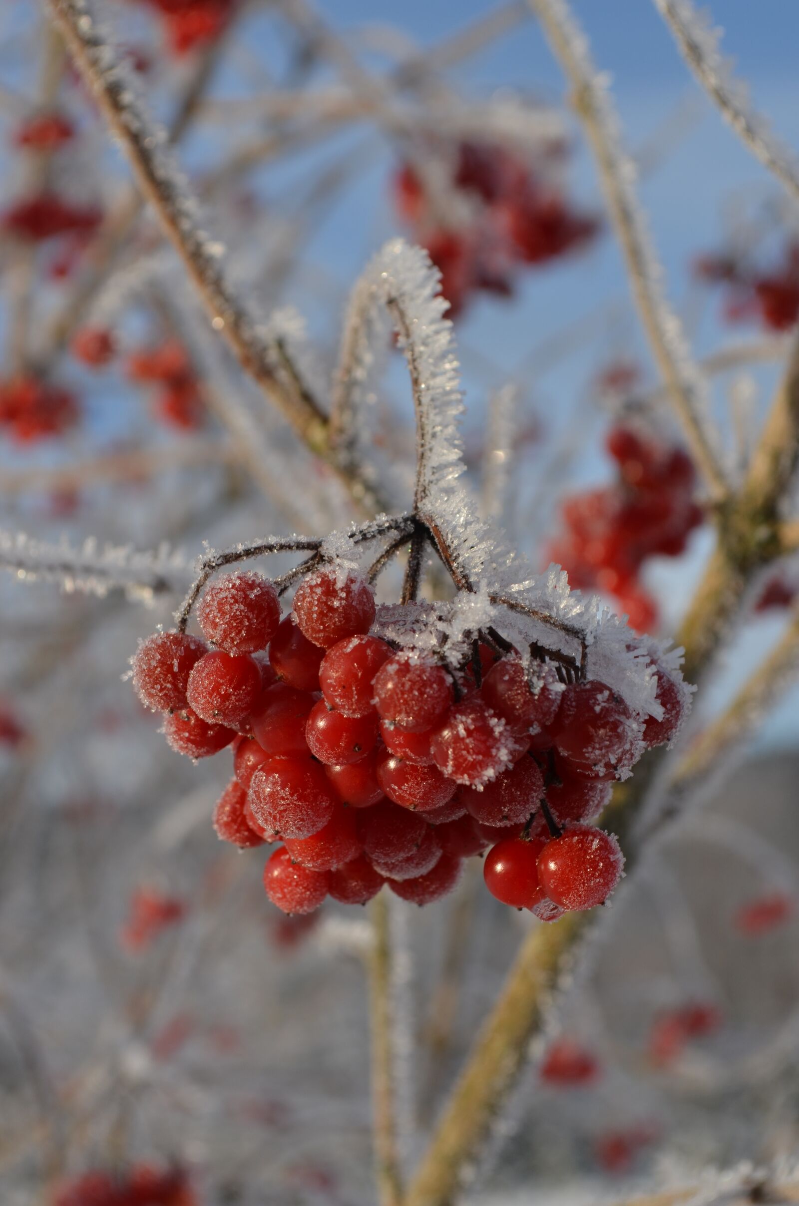 Nikon D5100 sample photo. Berries, bush, ice photography