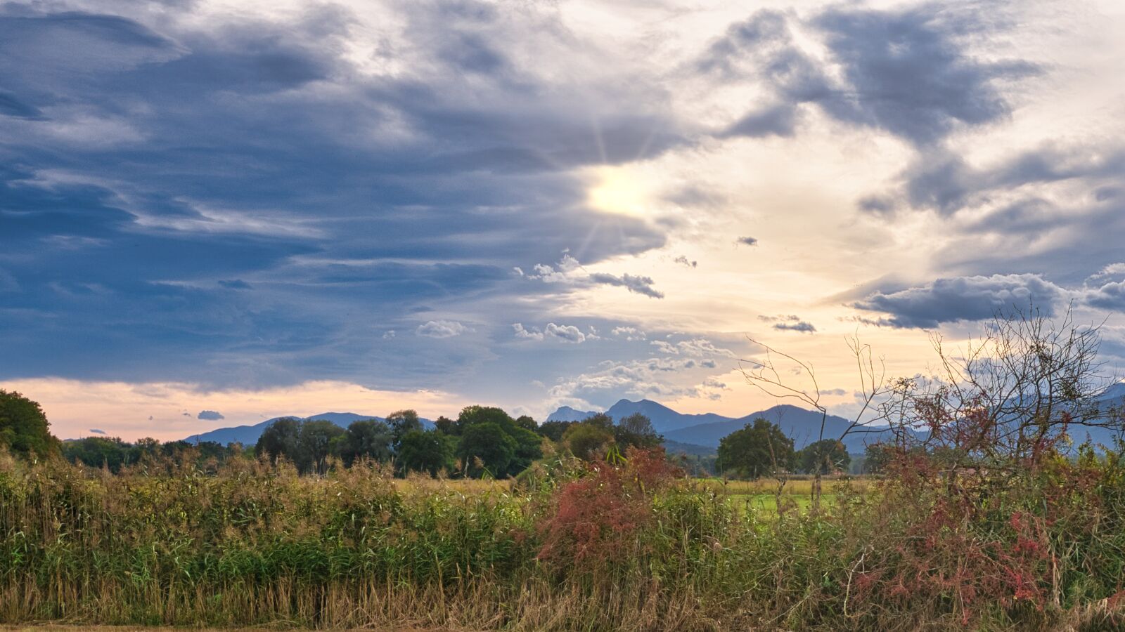 Nikon D7500 sample photo. Nature, plantation, crops photography