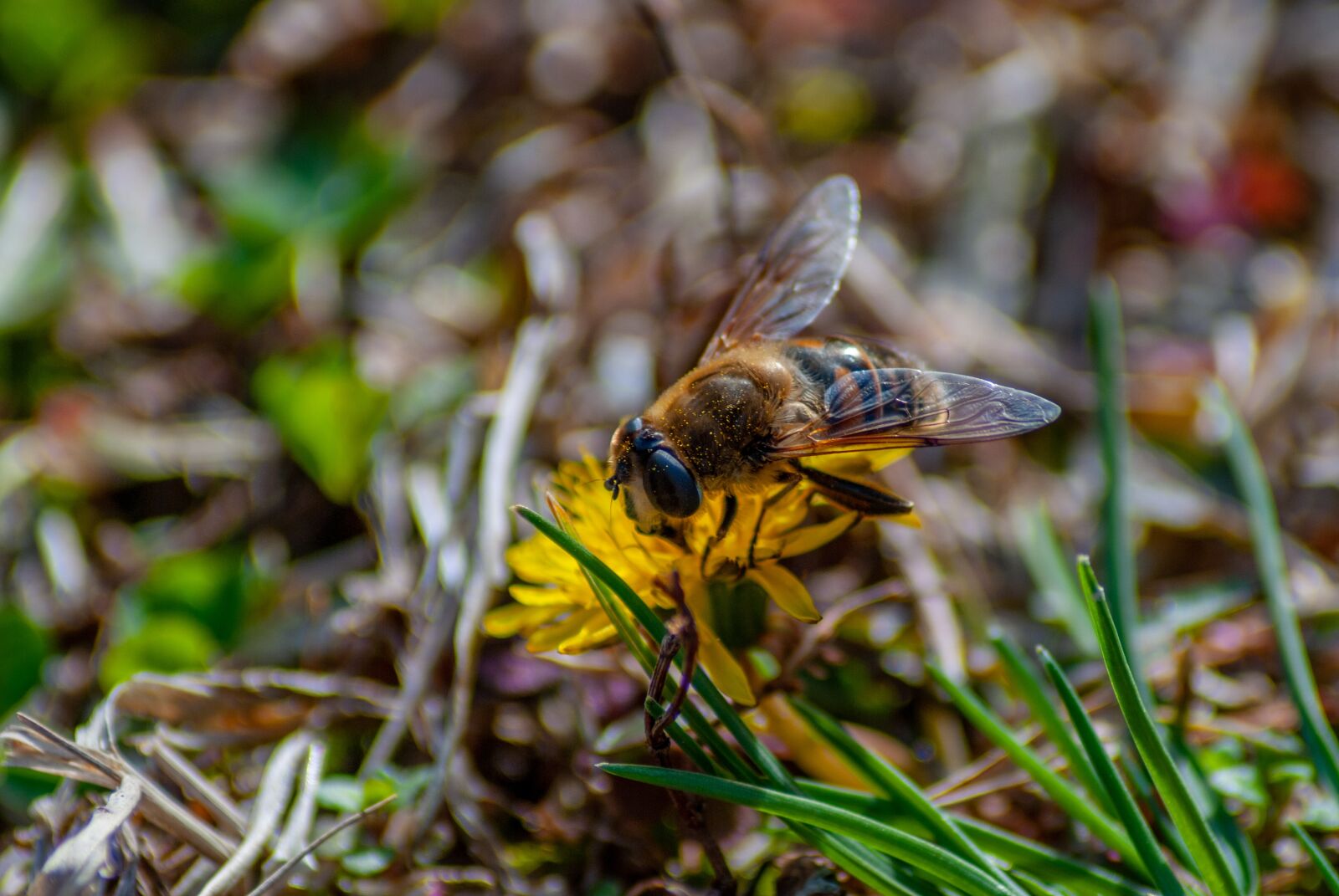 Nikon D60 sample photo. Bee, honey, insect photography