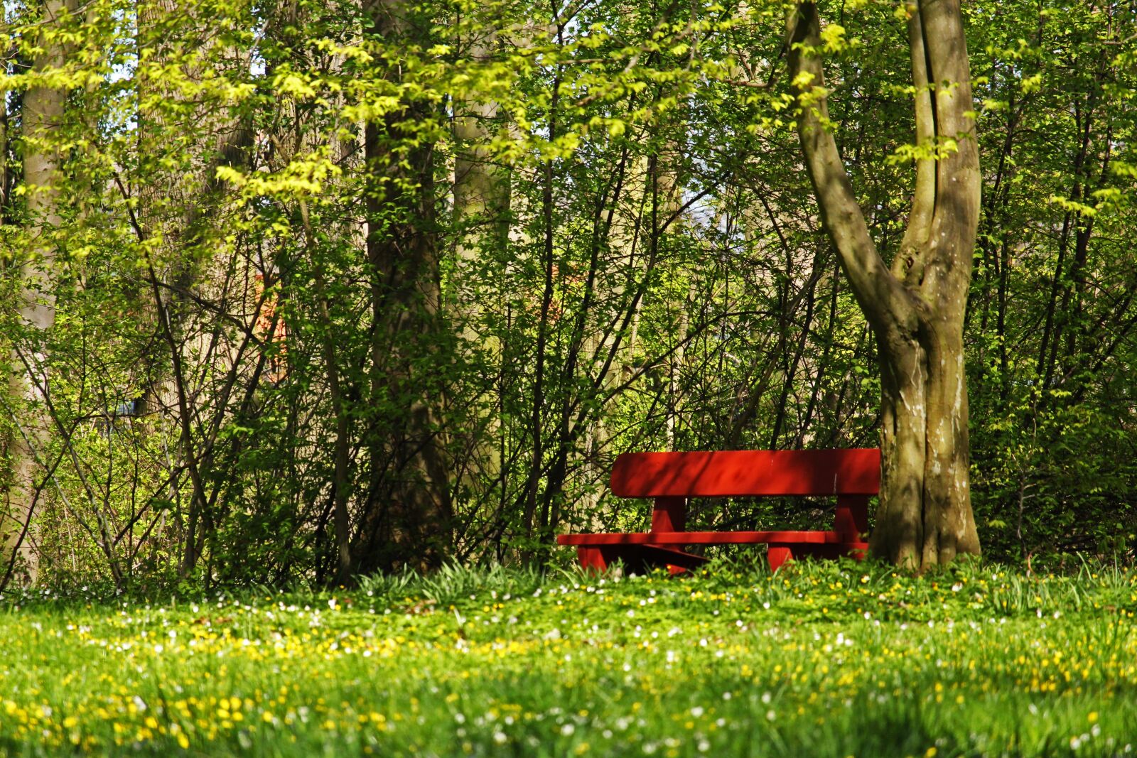 Canon EF-S 55-250mm F4-5.6 IS STM sample photo. Red bank, park bench photography