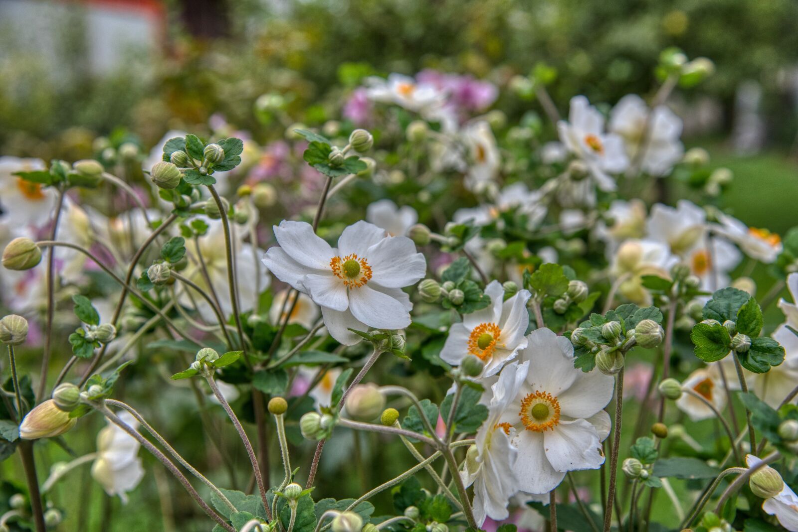 Nikon D750 sample photo. Anemone, fall anemone, anemone photography