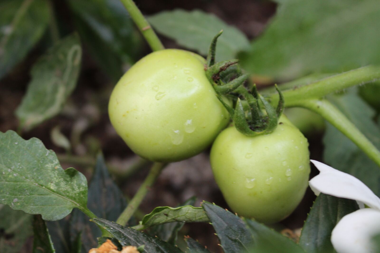 Canon EOS 700D (EOS Rebel T5i / EOS Kiss X7i) sample photo. Tomatoes, vegetable, green photography