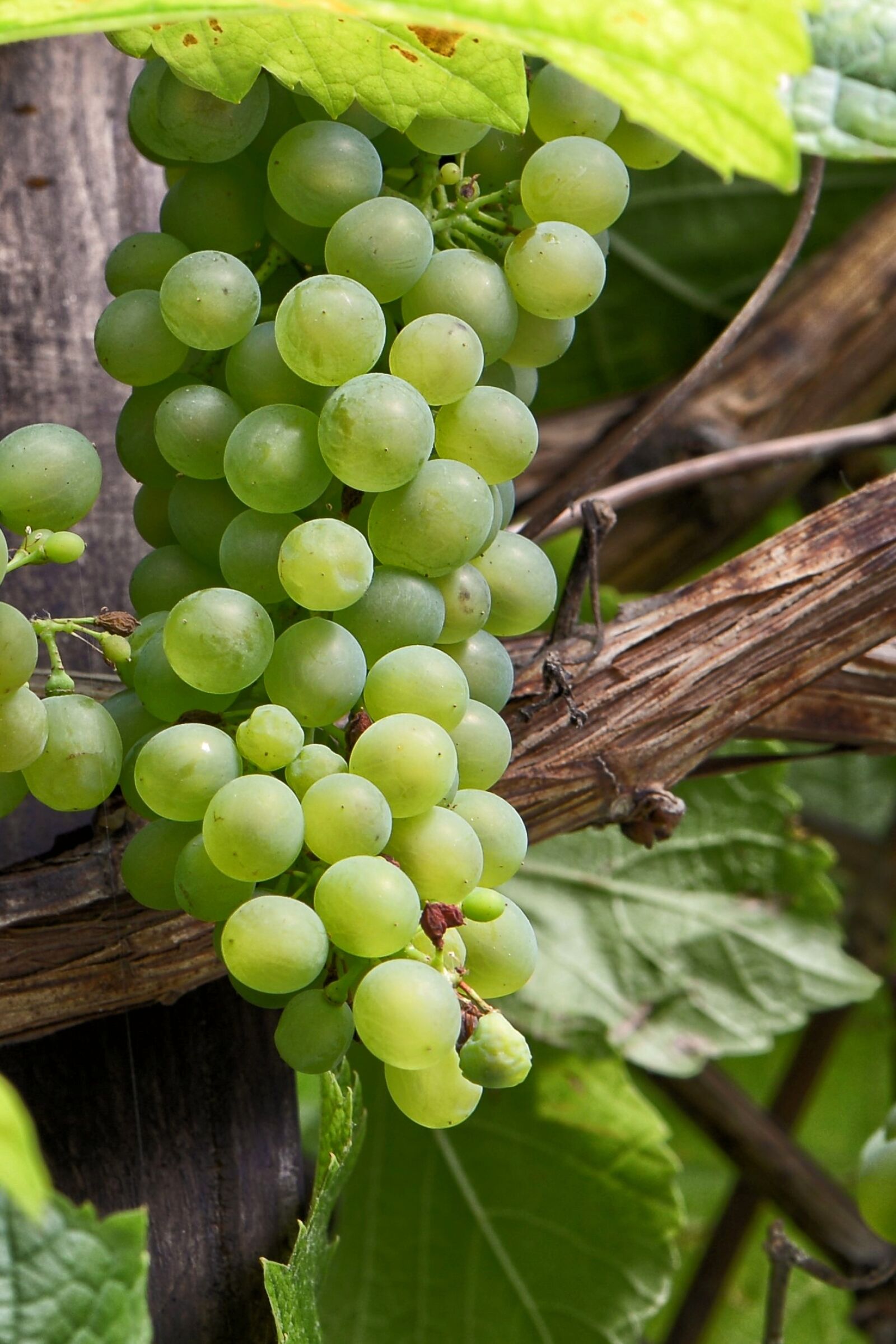 Nikon D610 sample photo. Green grapes, grapes, vine photography