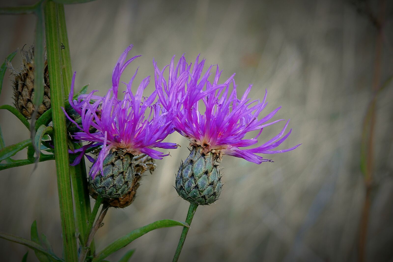 Nikon Coolpix P900 sample photo. Thistles, meadow, autumn photography