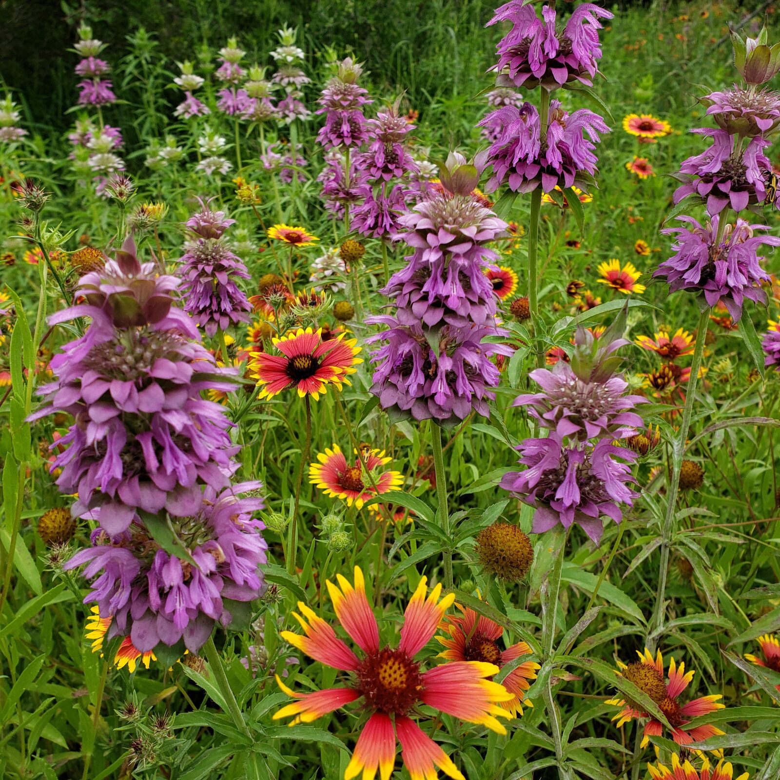 Samsung Galaxy S9 sample photo. Wildflower, texas, wildflowers photography