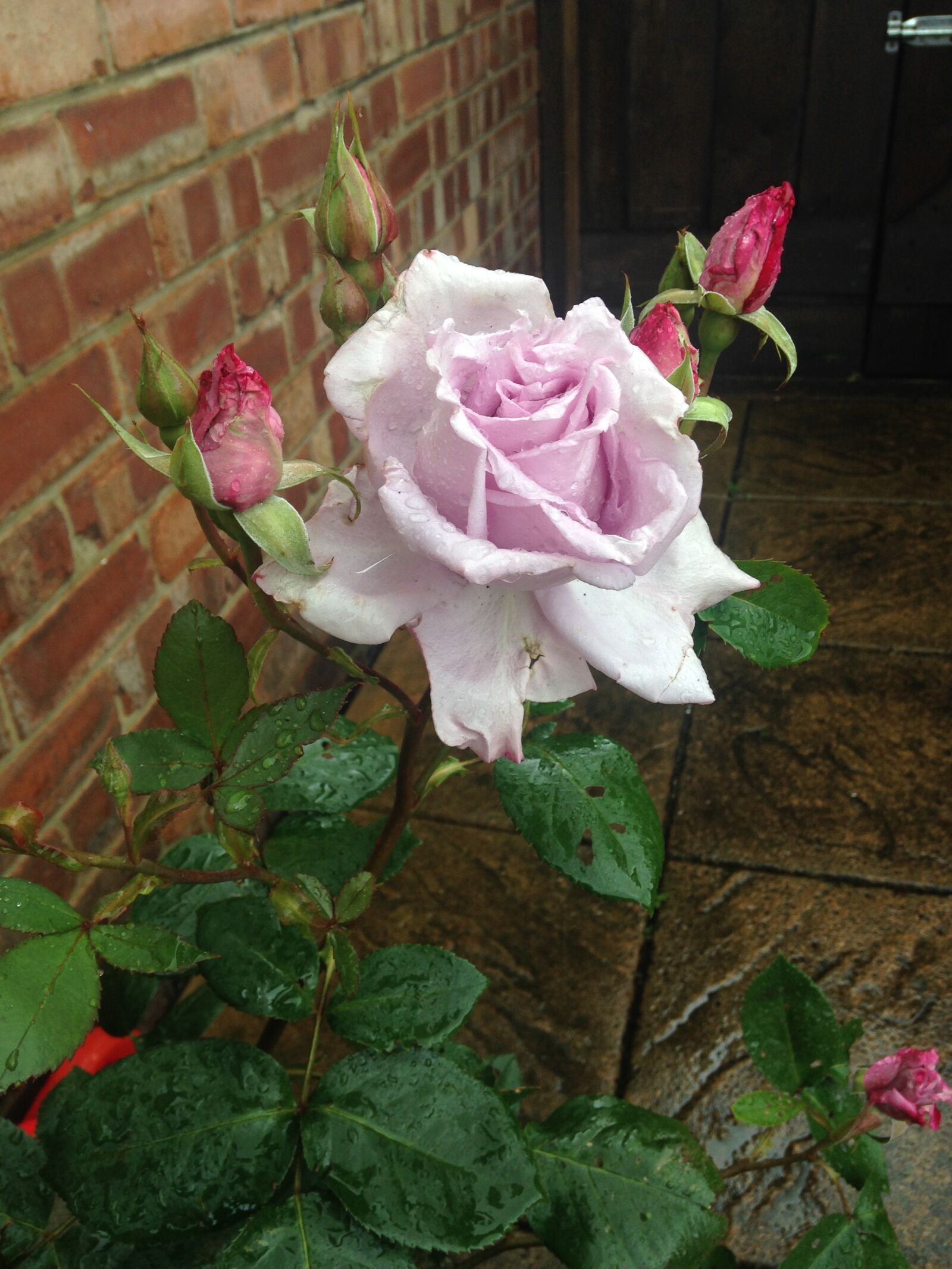 iPhone 5c back camera 4.12mm f/2.4 sample photo. Flower, rose, leaves photography