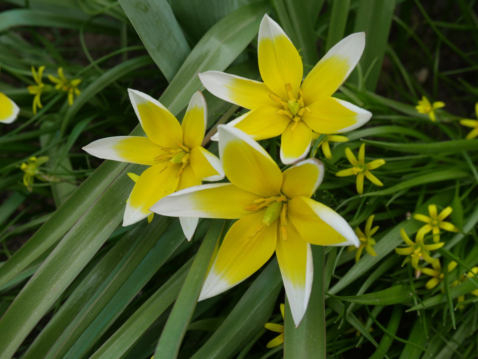 Panasonic Lumix DMC-GX8 sample photo. Crocuses, spring, a yellow photography