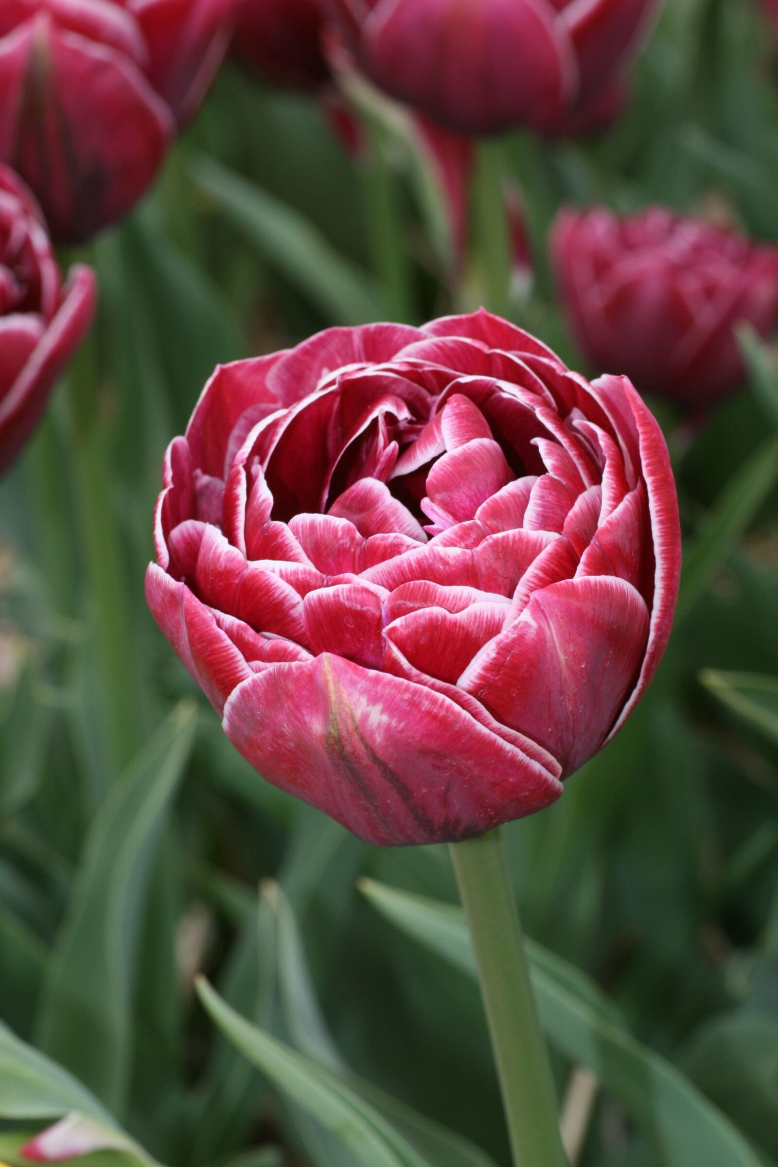 Canon EOS 400D (EOS Digital Rebel XTi / EOS Kiss Digital X) sample photo. Tulip, spring, tulips photography