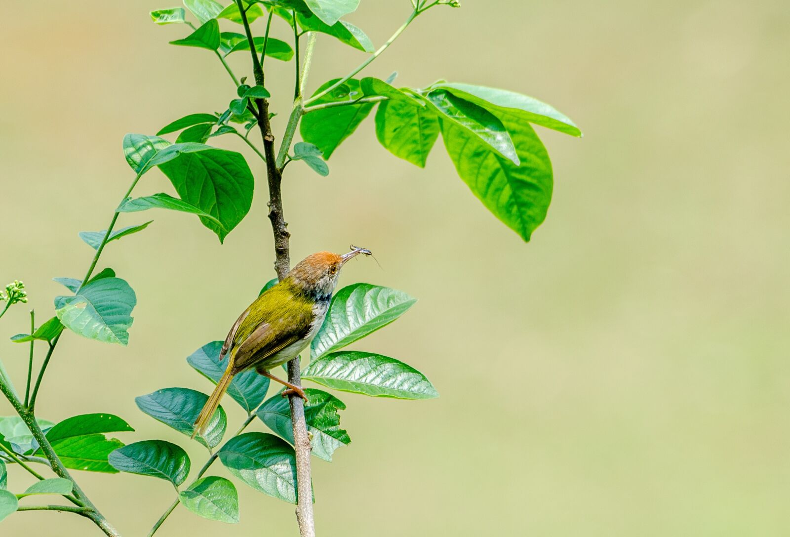 Nikon D5100 sample photo. Birds, vietnam, nature photography