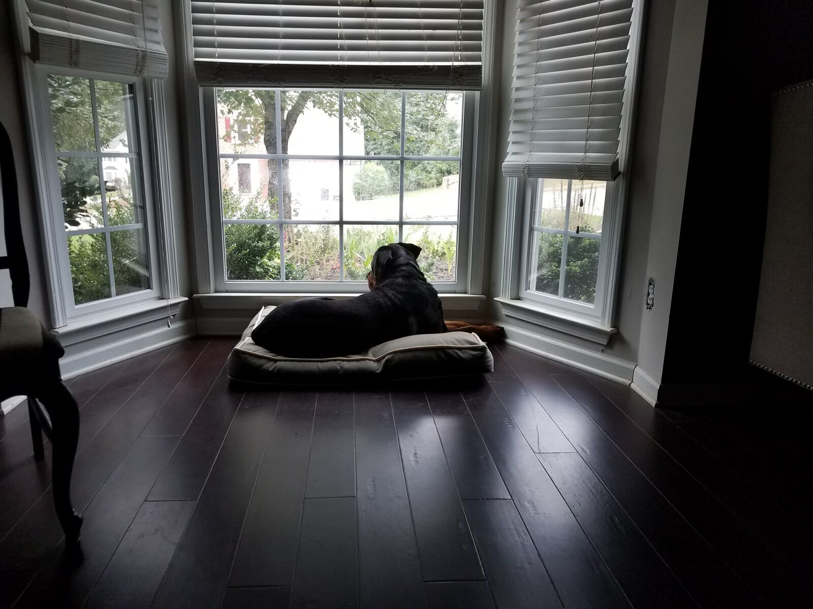 Samsung Galaxy S7 Edge sample photo. Dog photography