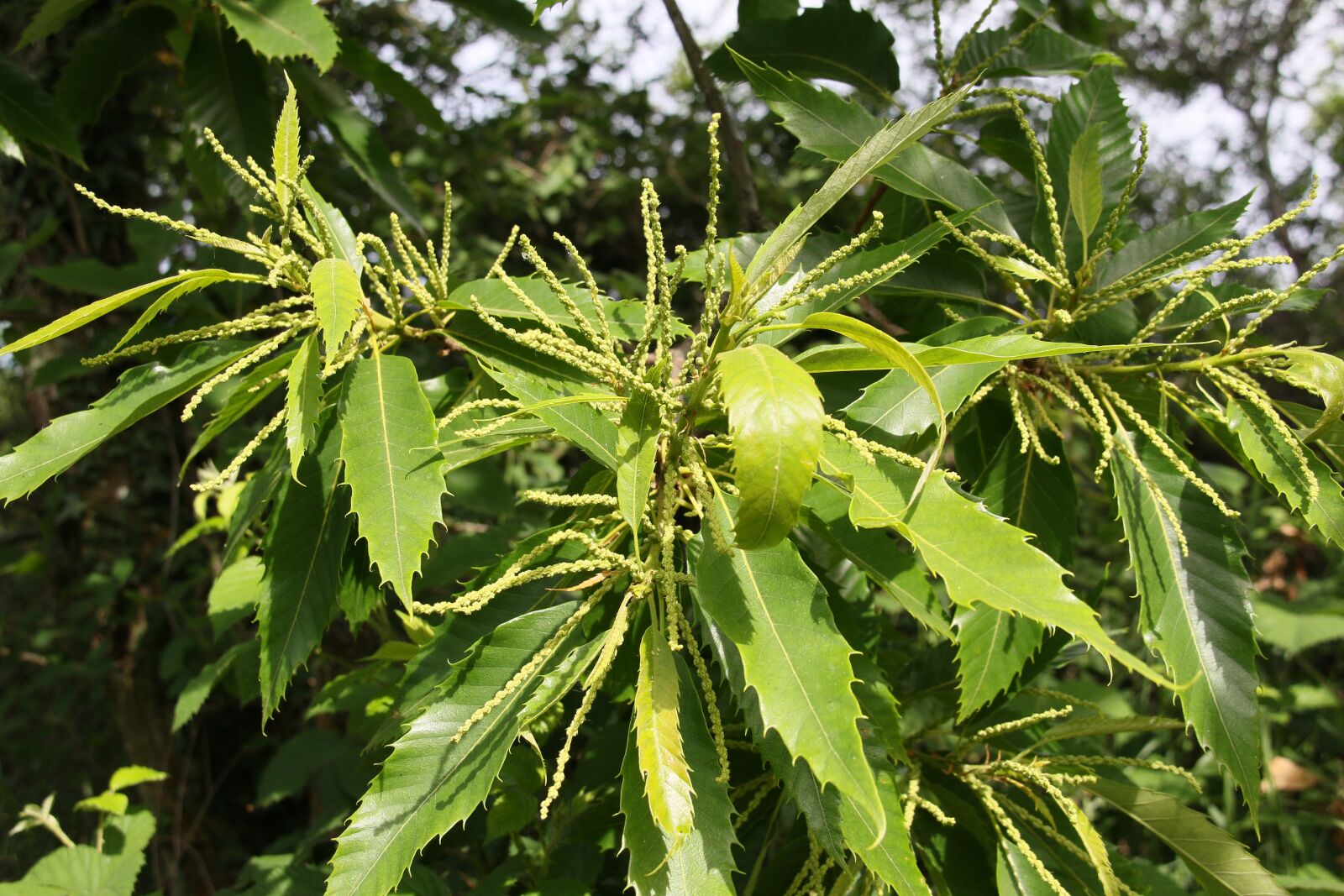 Canon EOS 7D Mark II sample photo. Chestnut, flower, flowers photography