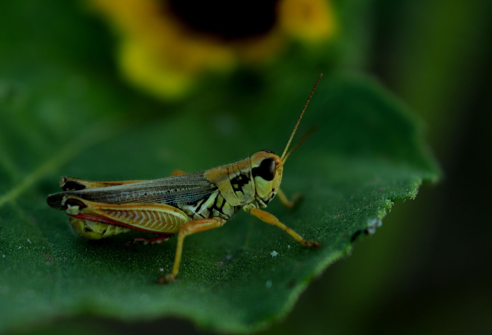 Canon EOS 200D (EOS Rebel SL2 / EOS Kiss X9) sample photo. Grasshopper, insect, nature photography