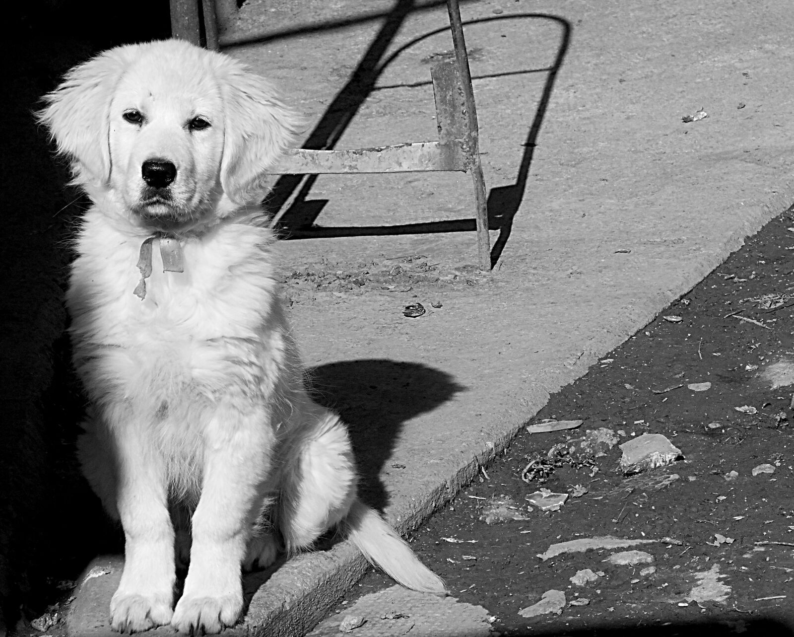 Nikon Coolpix S3500 sample photo. Dog, black and white photography