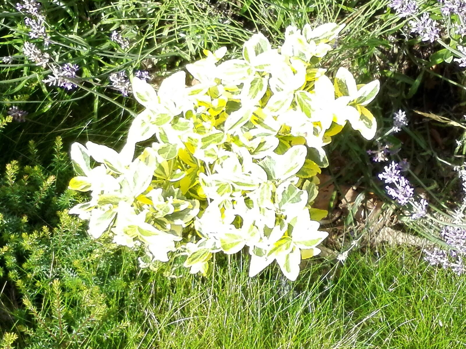 HUAWEI ALE-L21 sample photo. Flowers, nature, garden photography