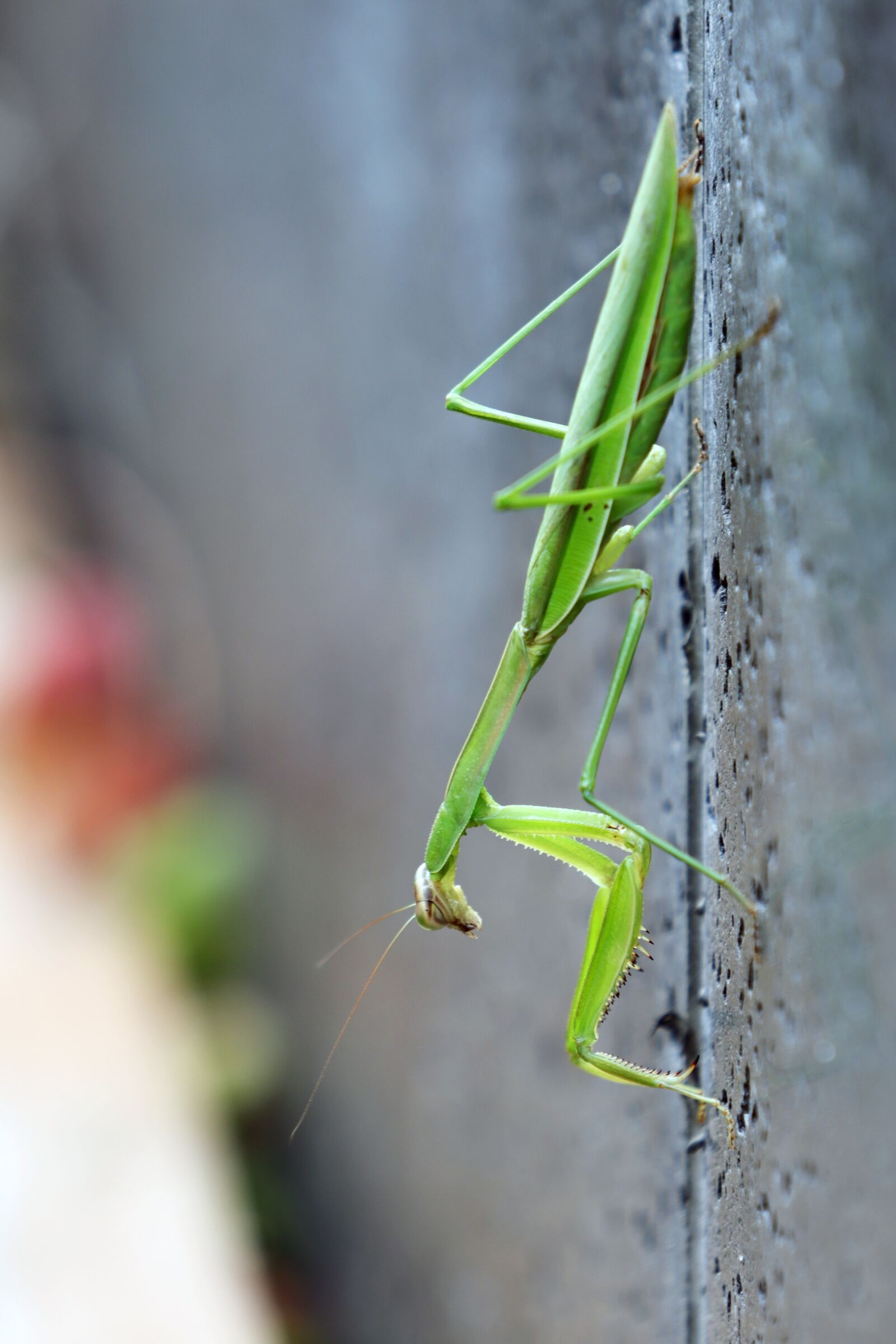 Canon EF 70-200mm F2.8L USM sample photo. Mantis, insects, nature photography