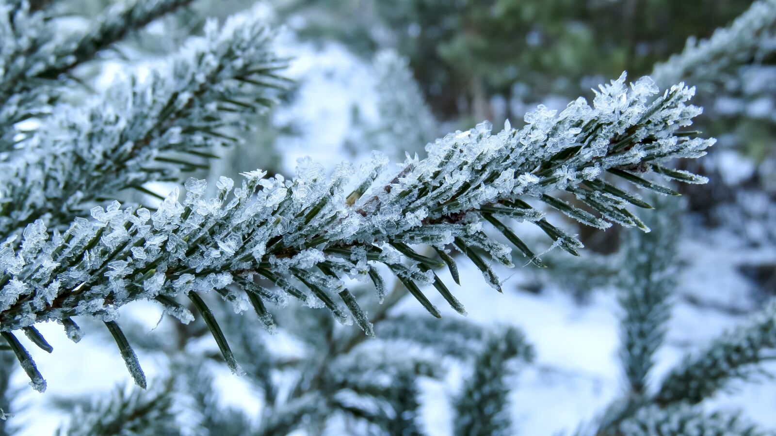 Canon PowerShot SX60 HS sample photo. Branch, pine, leann photography