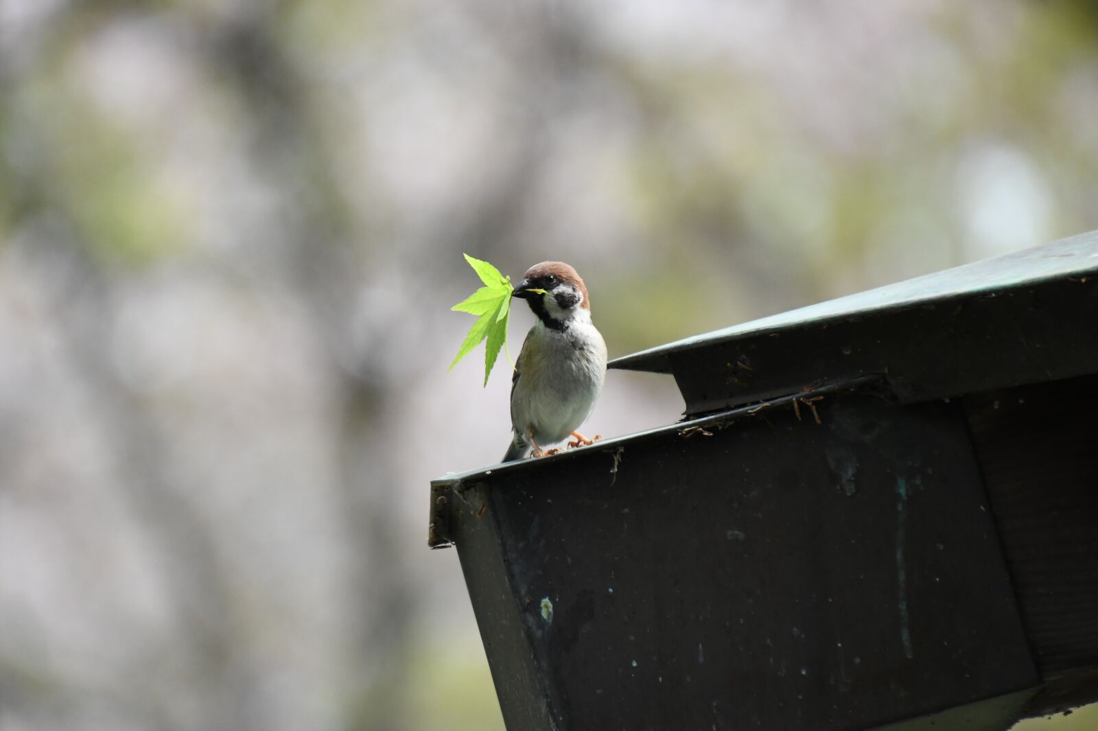 Nikon D850 sample photo. Bird, little bird, perched photography