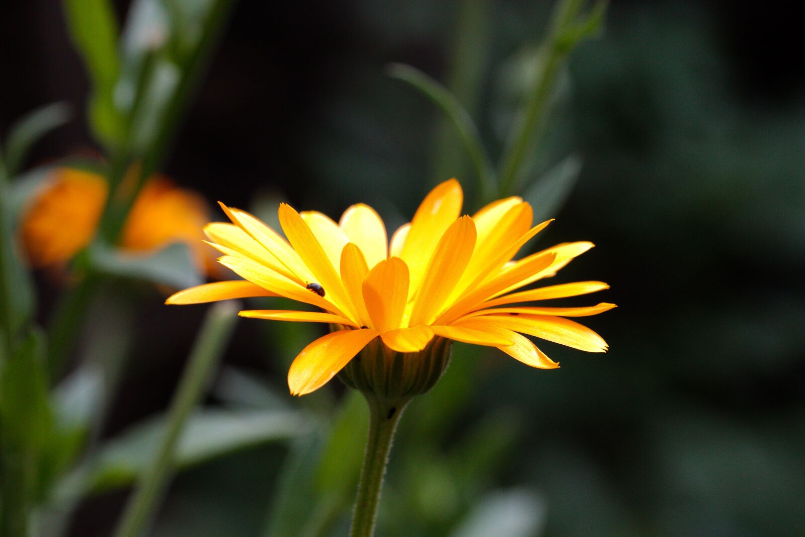 Canon EOS 70D sample photo. Nature, flower, plant photography