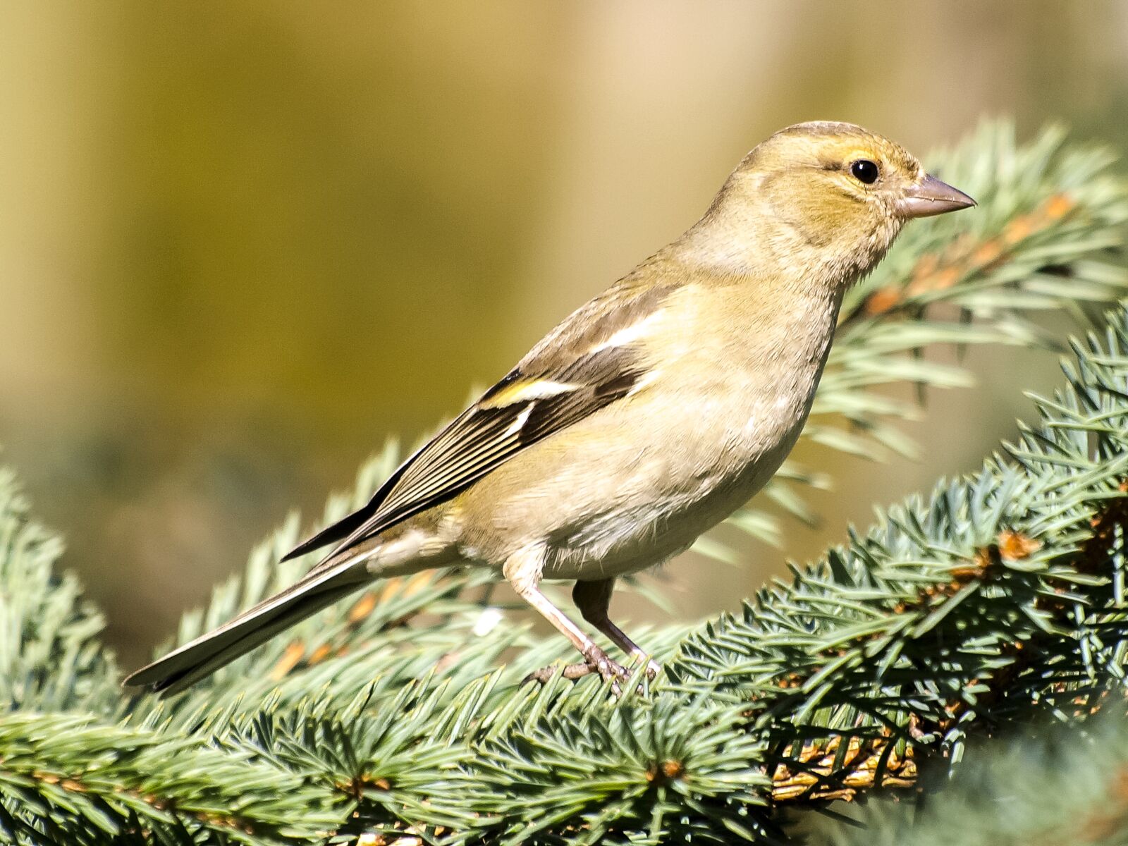Olympus E-3 sample photo. Chaffinch, fink, bird photography