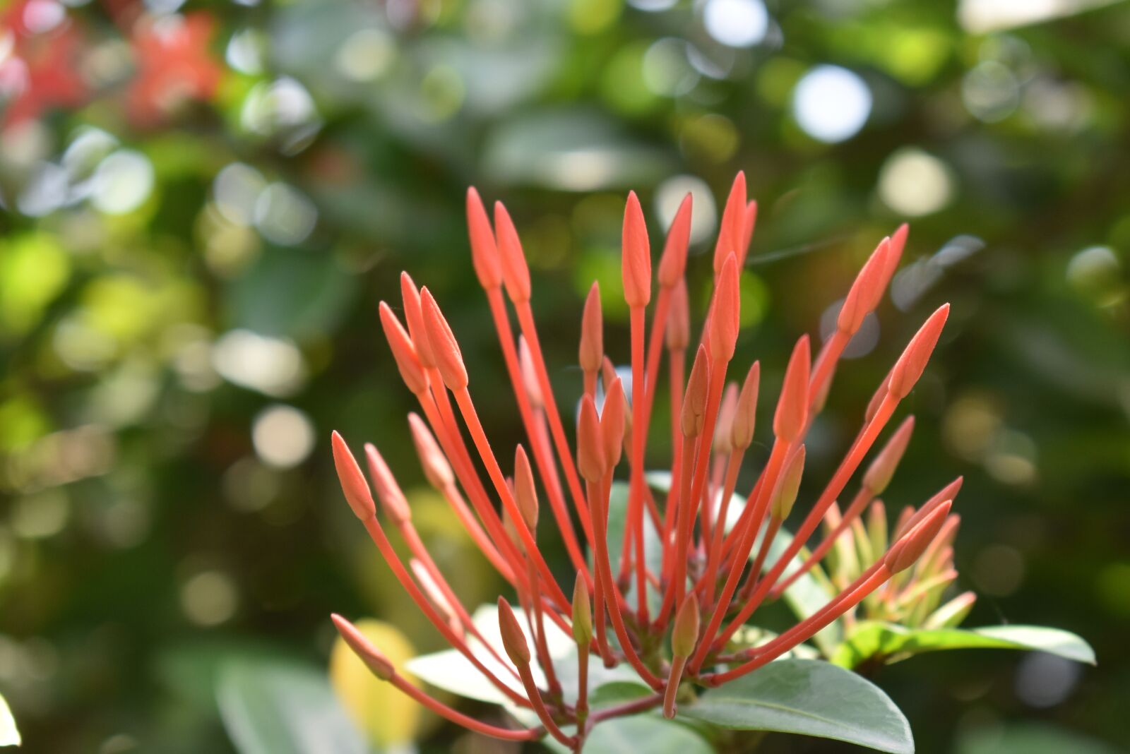 Nikon D3400 sample photo. Flower, green, park photography
