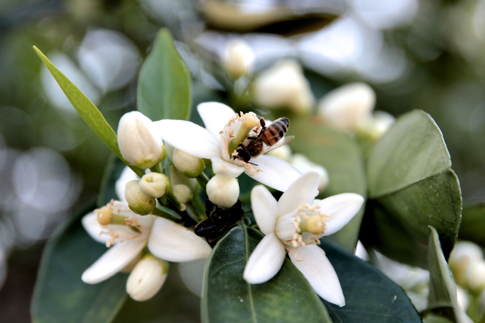 Canon EF 24-70mm F2.8L II USM sample photo. Orange blossom, flower, nature photography
