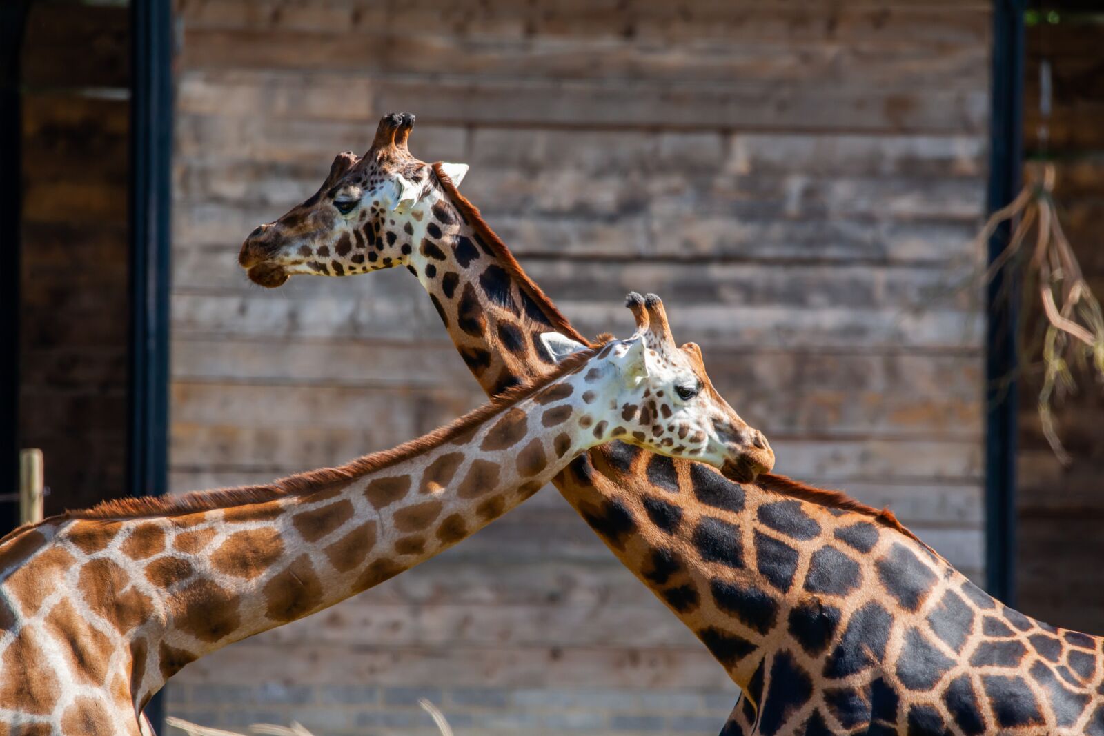 150-600mm F5-6.3 DG OS HSM | Contemporary 015 sample photo. Rothschild giraffe, giraffe, long photography