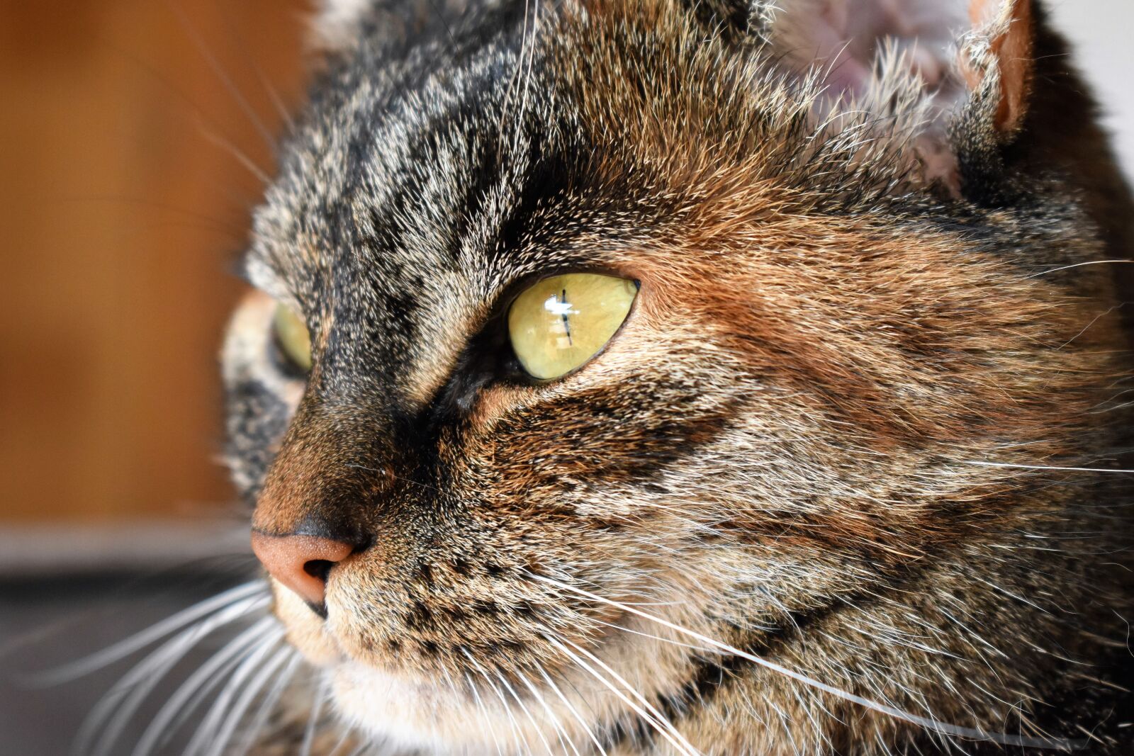 Nikon D5500 sample photo. Cat, mackerel, animal photography