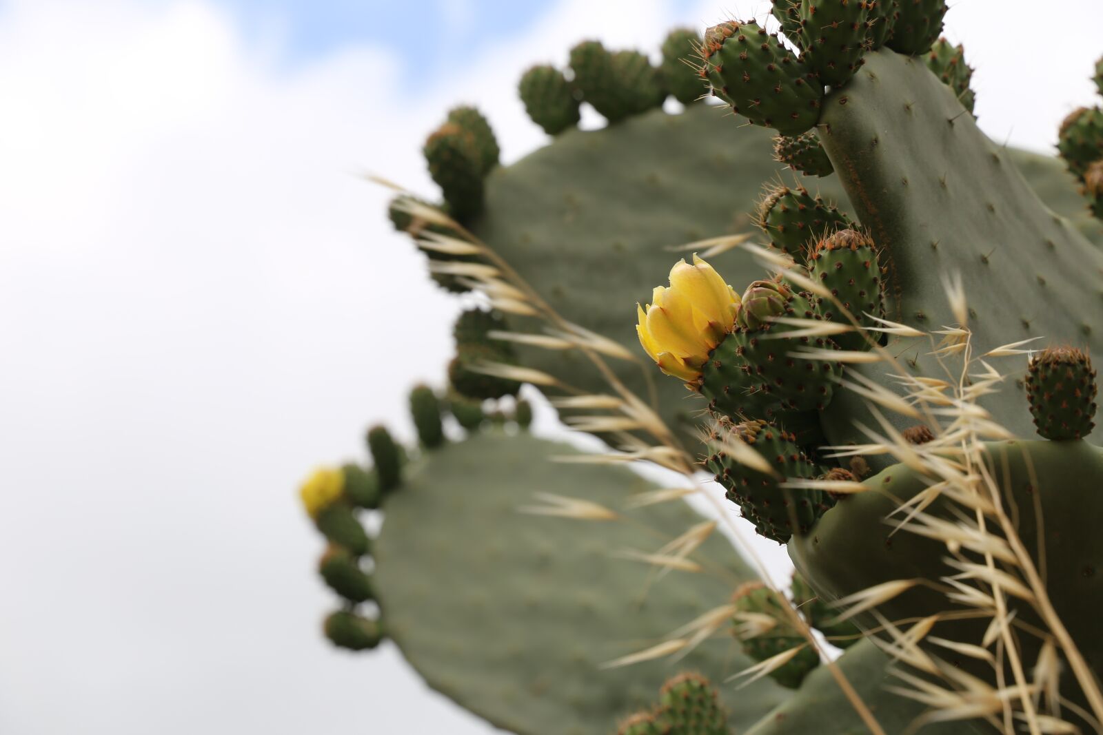 Canon EF 24-105mm F3.5-5.6 IS STM sample photo. Cactus, flower, desert photography