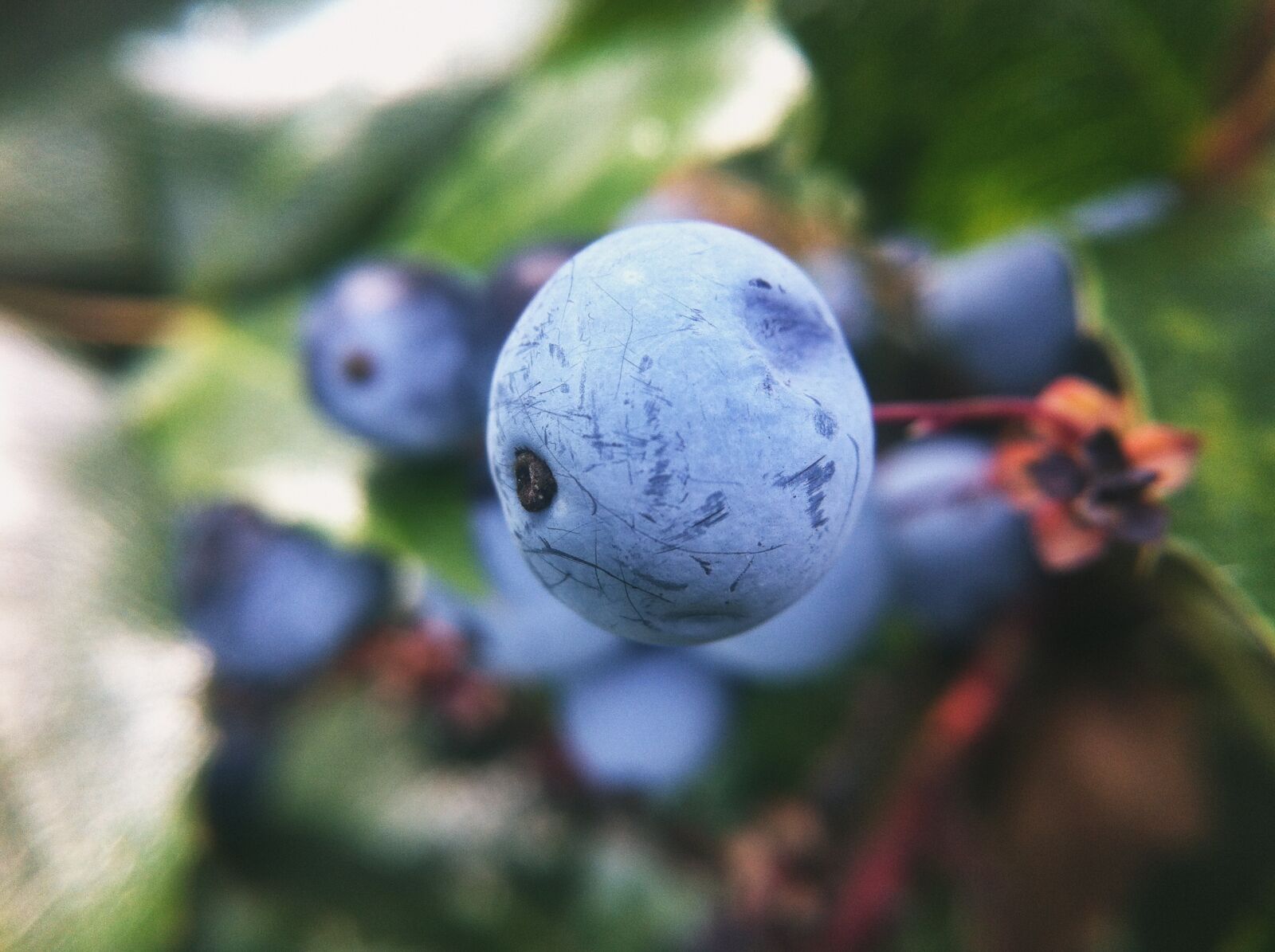 iPhone 4 back camera 3.85mm f/2.8 sample photo. Nature, natural, forest photography