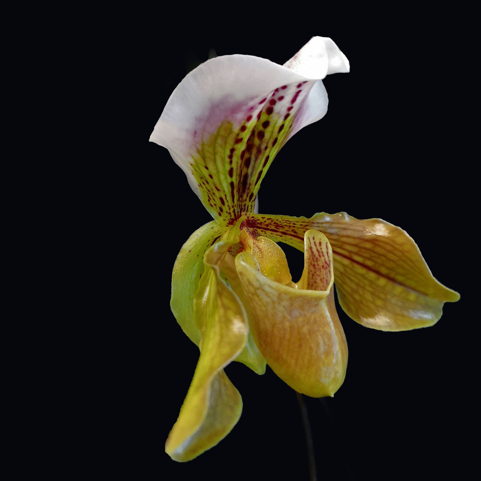 HUAWEI CLT-L29 sample photo. Orchid, flower, paphiopedilum photography