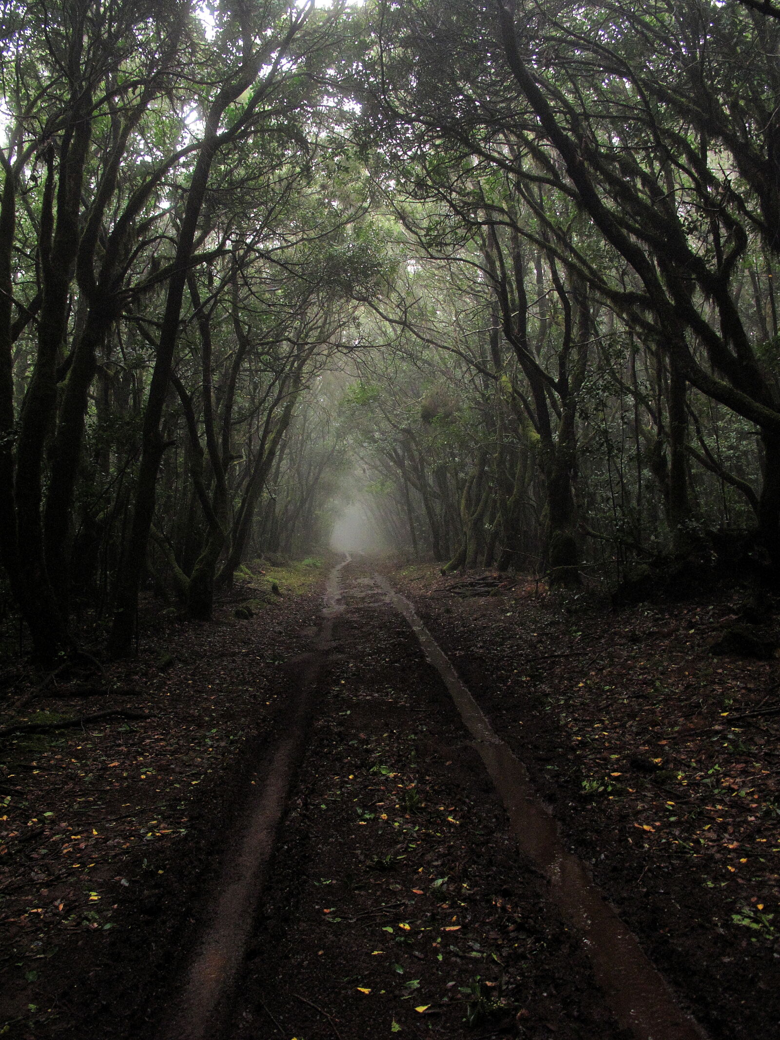 Canon PowerShot G10 sample photo. Road, nature, street, mist photography