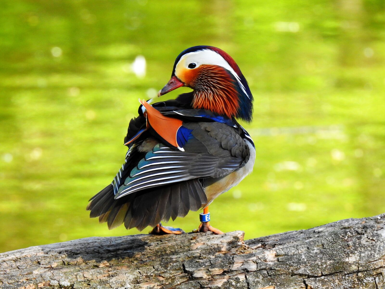 Nikon Coolpix P900 sample photo. Duck, bird, mandarin photography