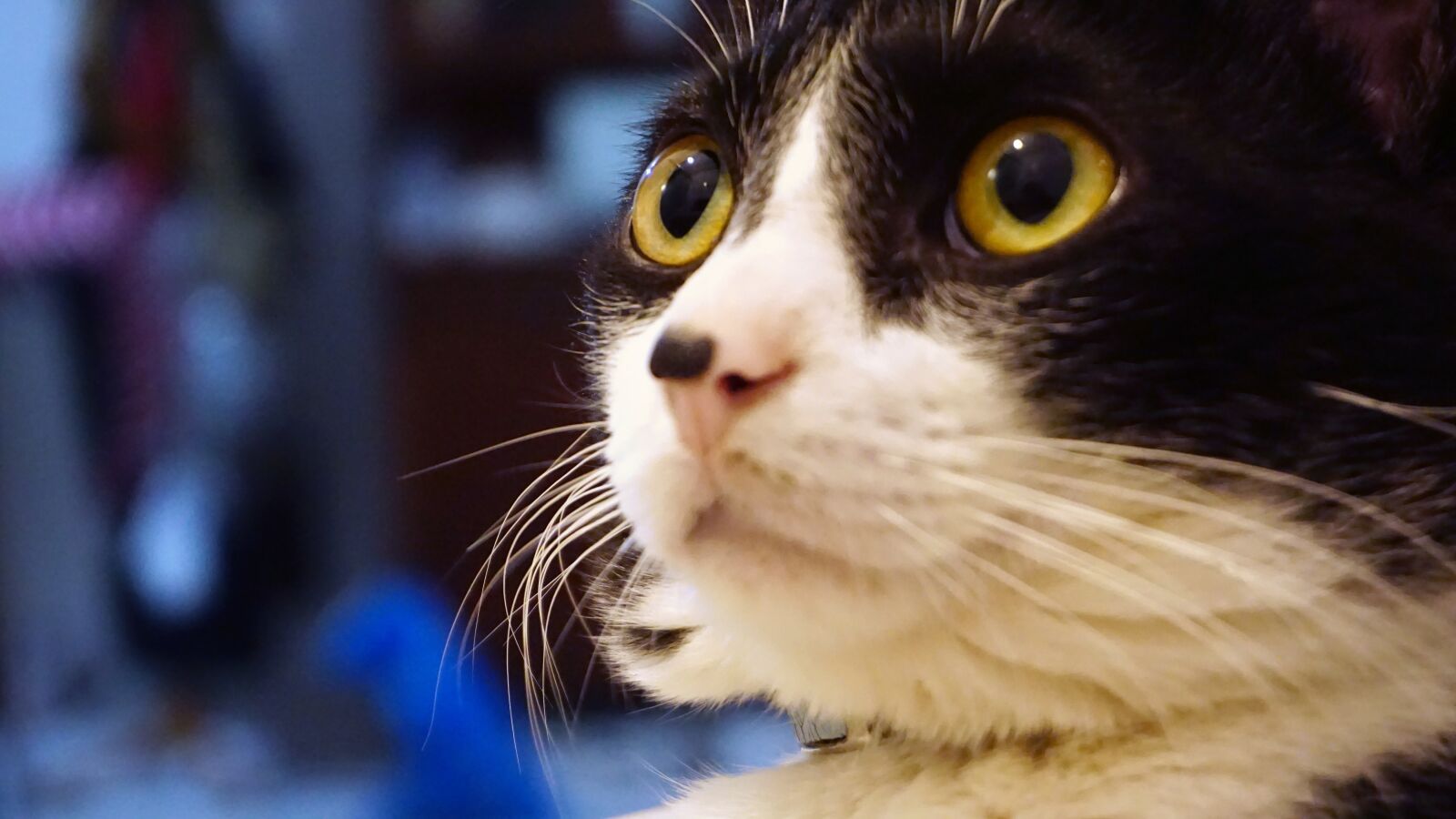 Sony a6000 sample photo. Cat, cute, home photography