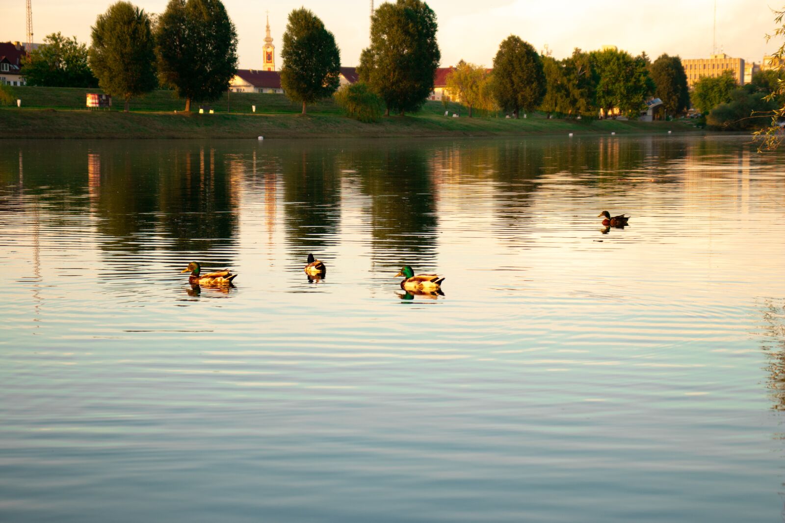 Canon EOS 200D (EOS Rebel SL2 / EOS Kiss X9) sample photo. Ducks, lake, bird photography