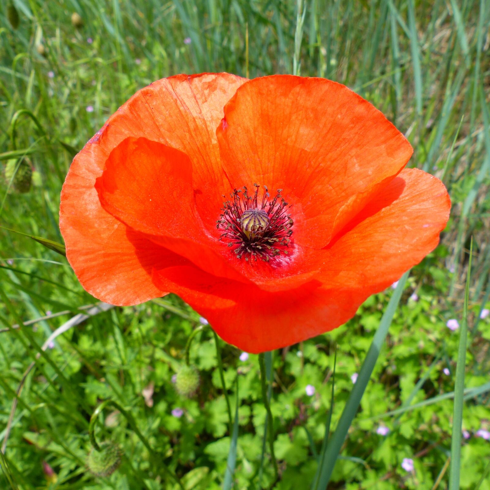 Panasonic Lumix DMC-FZ200 sample photo. Flower, macro, nature photography