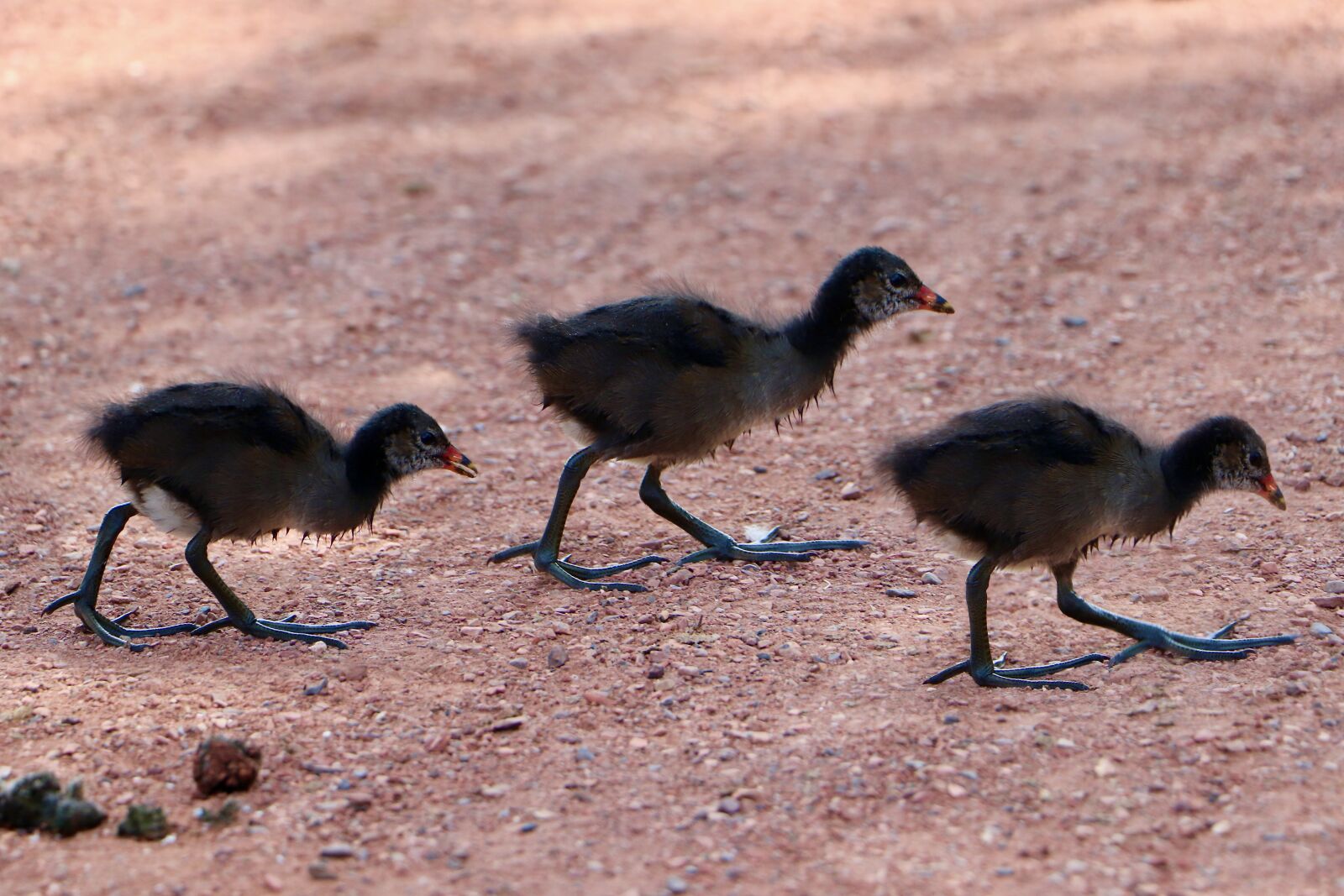 Canon EOS 77D (EOS 9000D / EOS 770D) + Canon EF-S 18-135mm F3.5-5.6 IS USM sample photo. Gallinules, chicks, rallidae photography