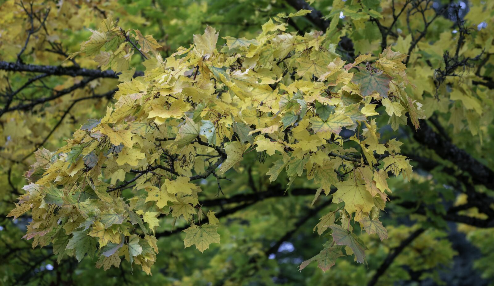 Sony a7R II + Sony FE 70-200mm F4 G OSS sample photo. Autumn, leaves, tree photography