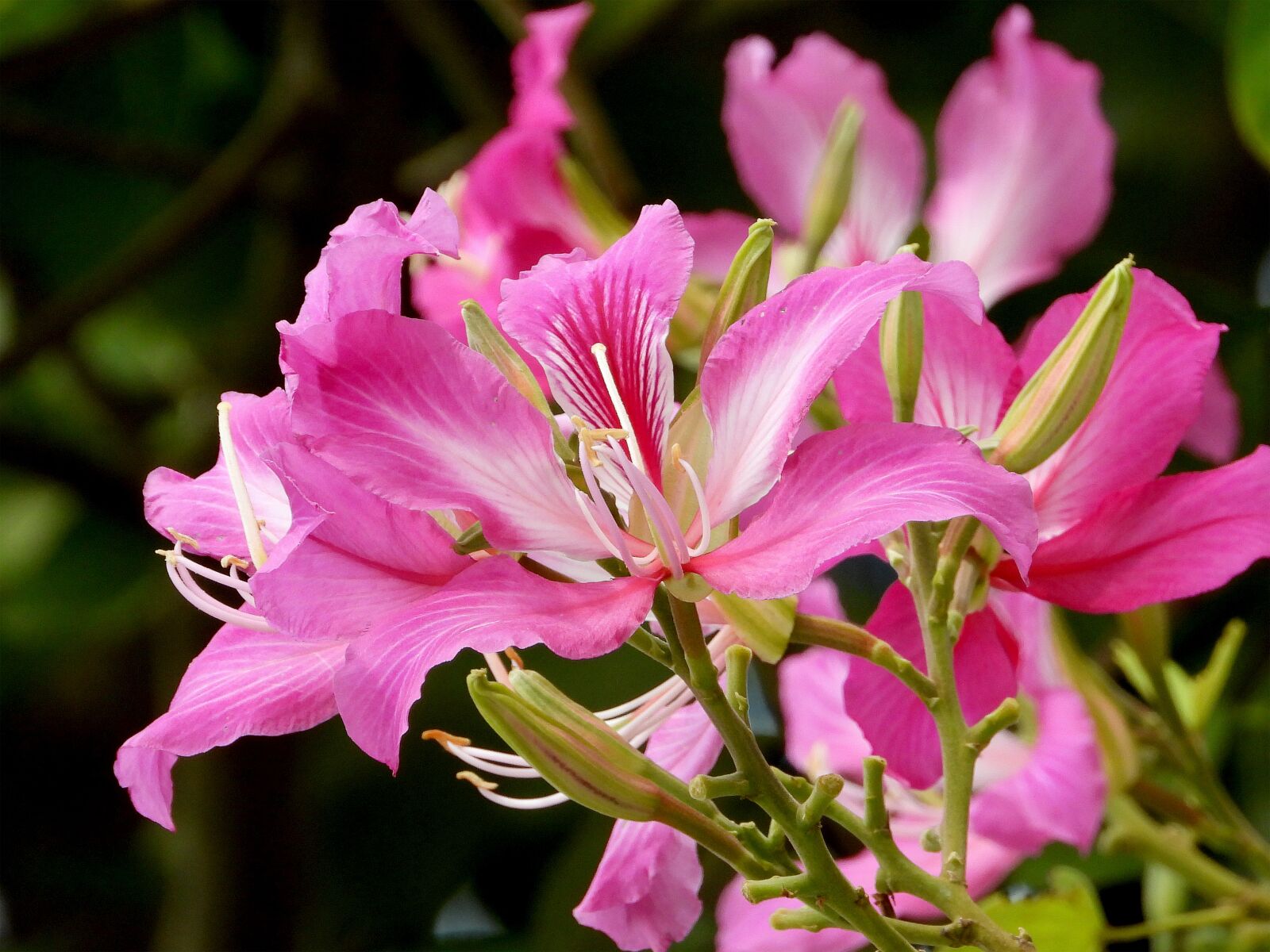 Nikon Coolpix P1000 sample photo. Flowers, roses, beautiful flowers photography