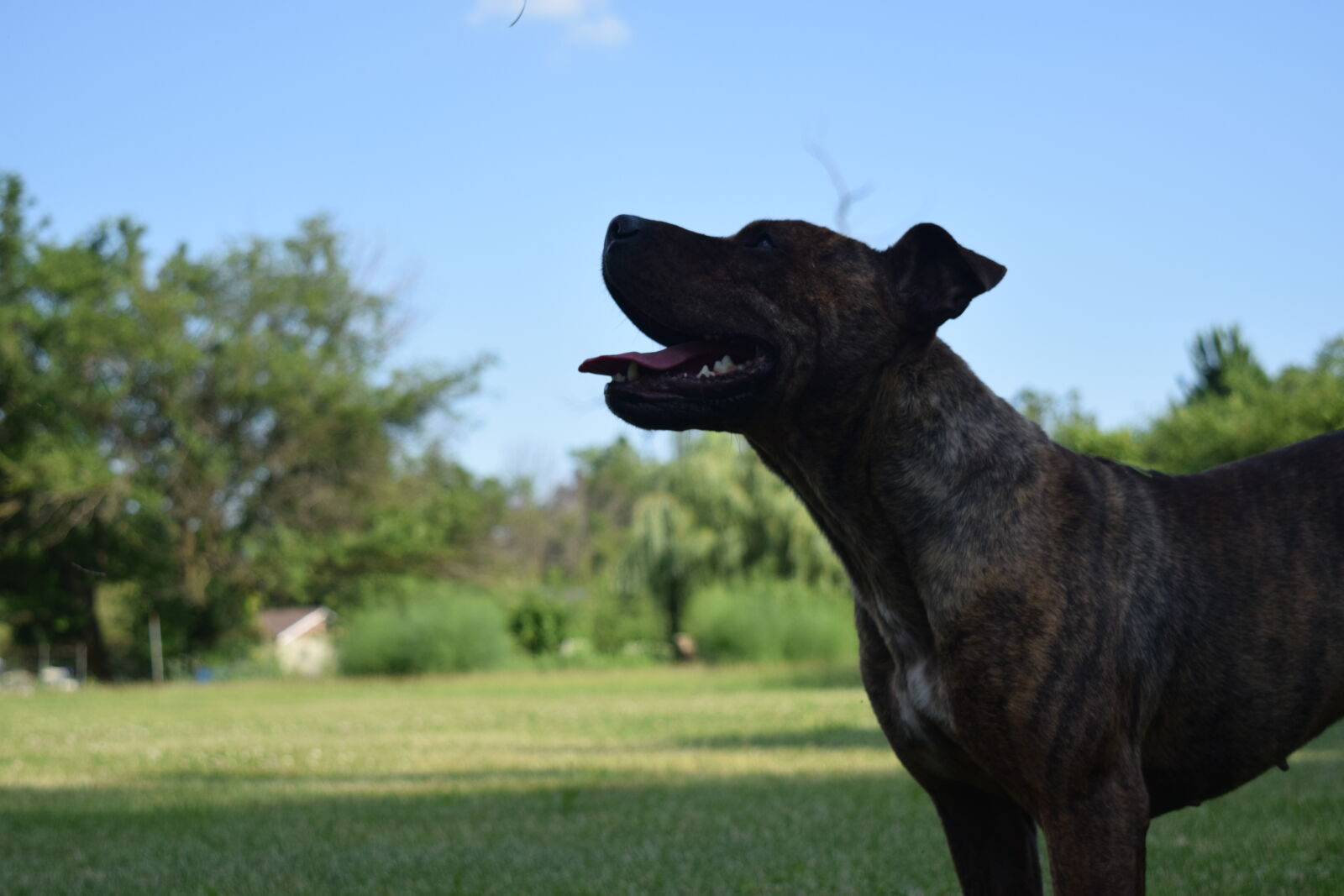 Nikon D3300 sample photo