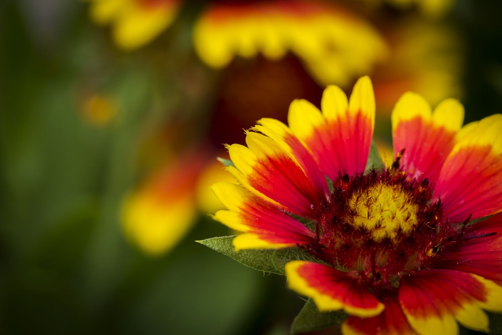 Canon EF-S 60mm F2.8 Macro USM sample photo. Flower, nature, close-up photography