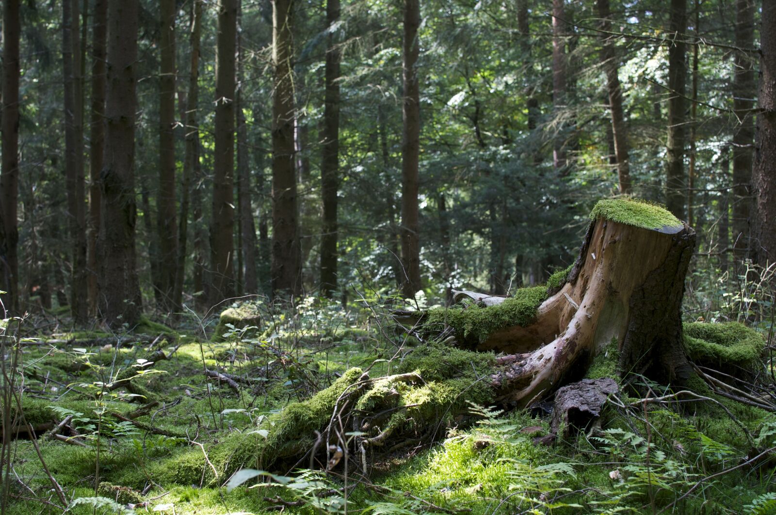 Nikon D90 sample photo. Bodenrod, landscape, green photography