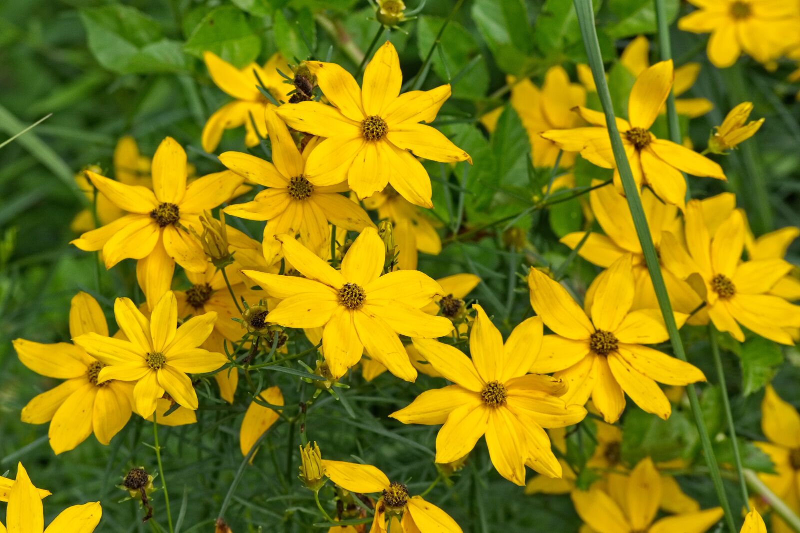 Nikon D7100 sample photo. Jerusalem artichoke, helianthus tuberosus photography