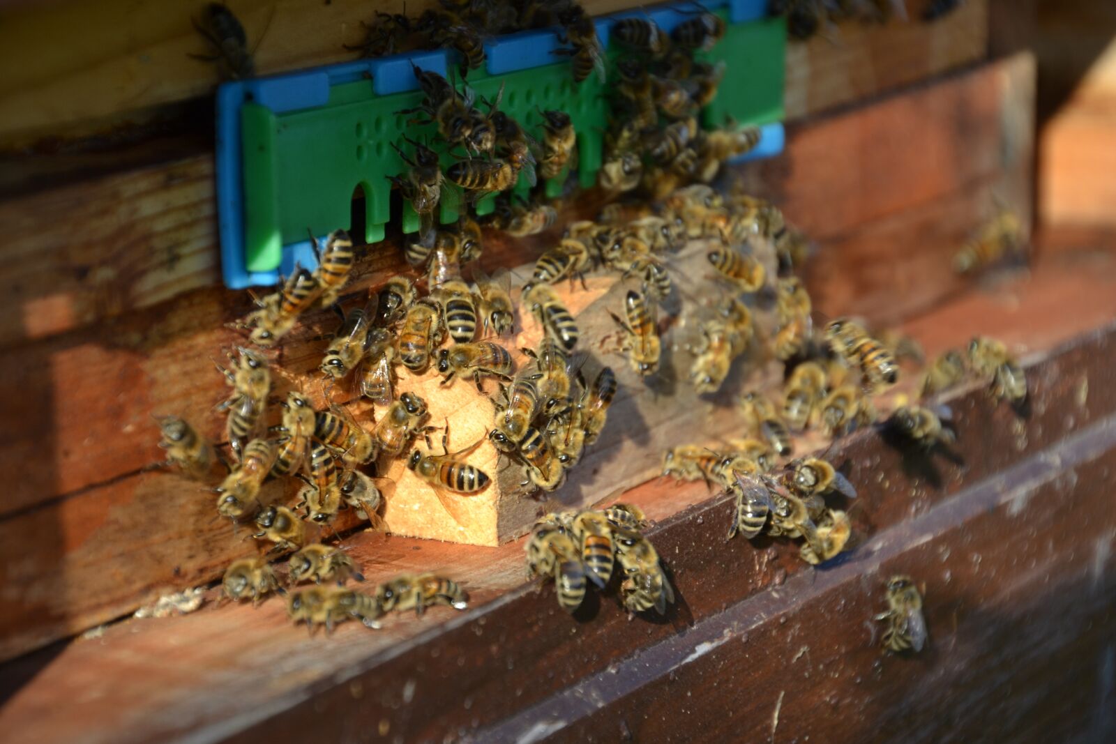 Nikon D3100 sample photo. Bees, honey bees, insect photography