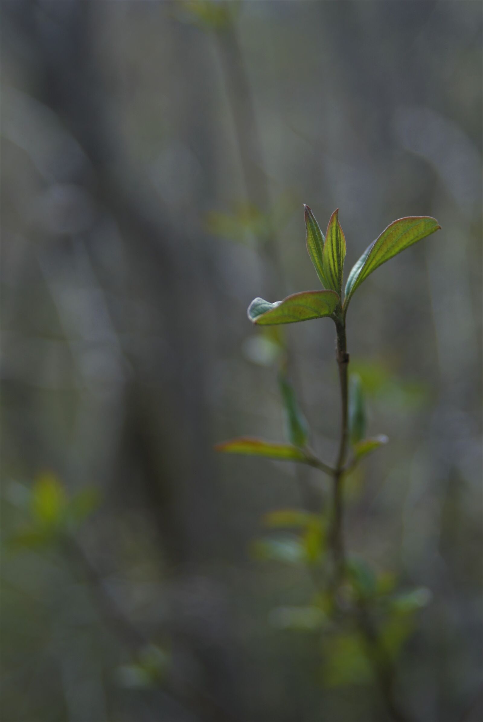 Nikon D80 sample photo. Forest, green, nature photography