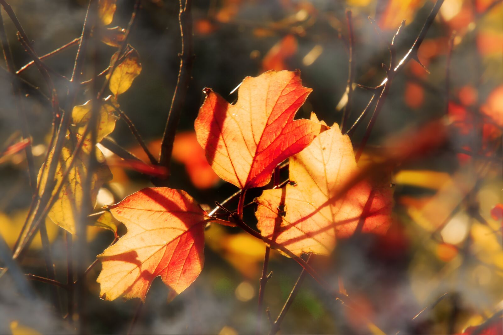 Canon EOS 1300D (EOS Rebel T6 / EOS Kiss X80) sample photo. Leaves, backlighting, tree photography